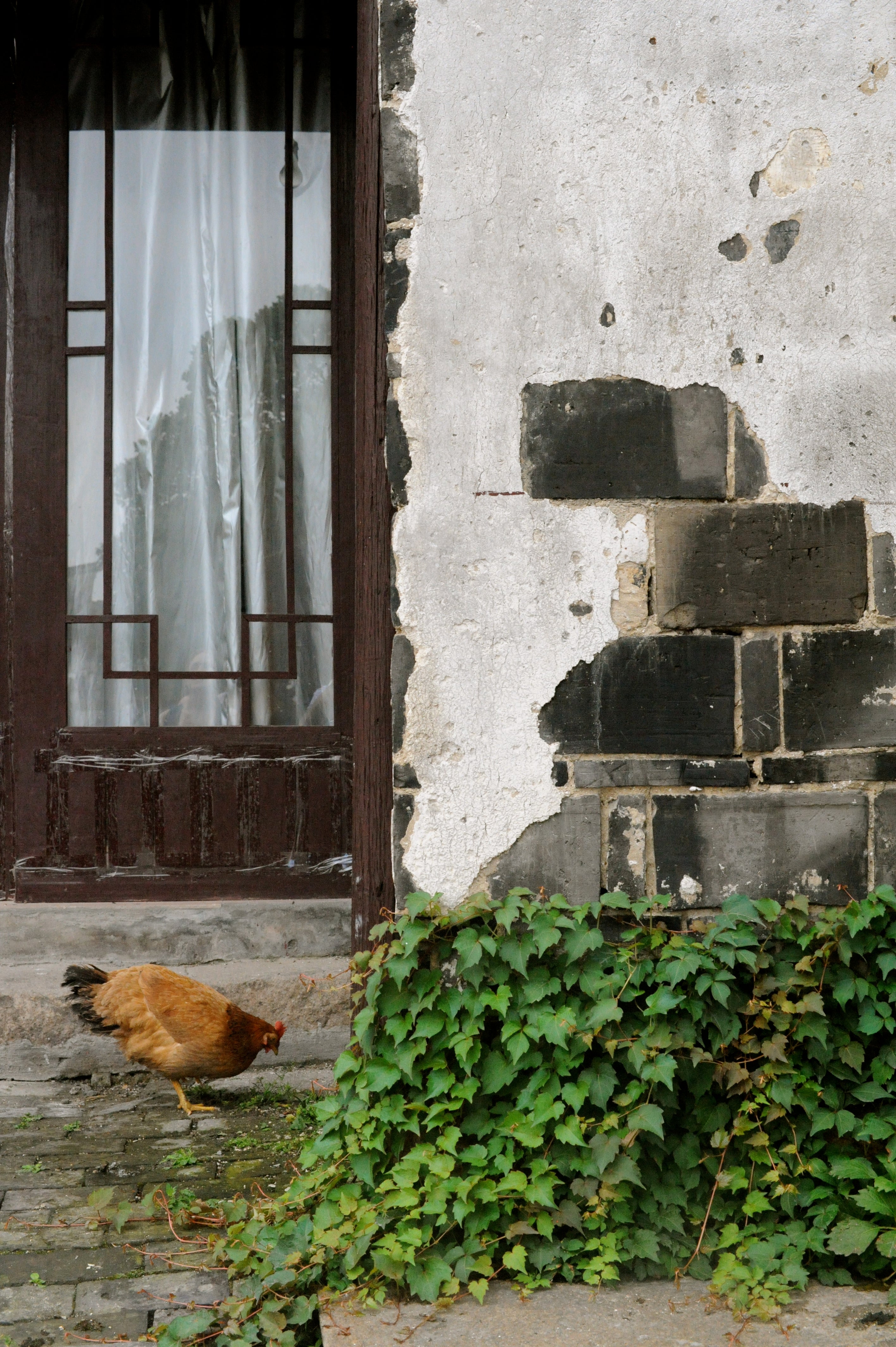 Chickens are ubiquitous in rural China.