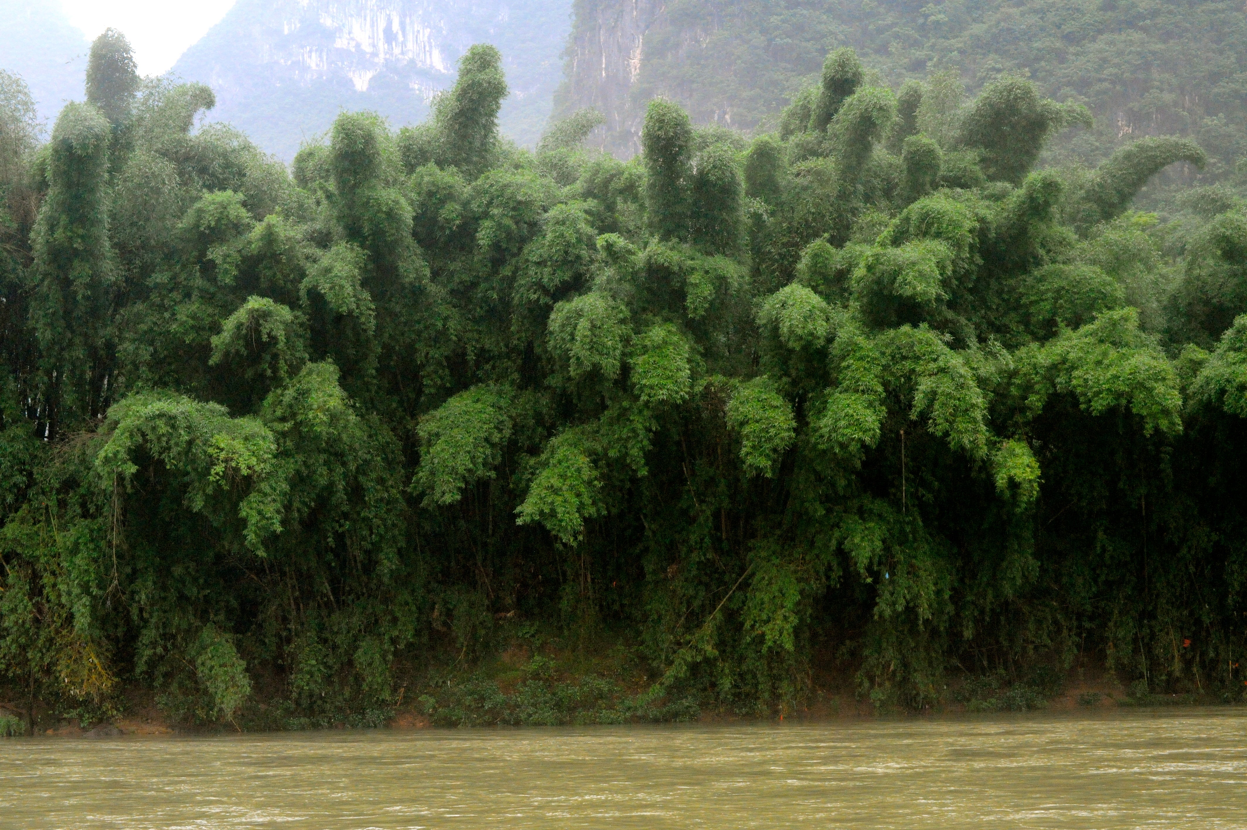 Mammoth stand of bamboo.