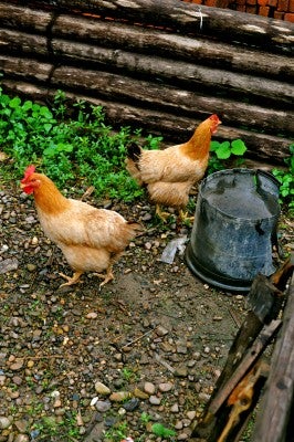 DSC_5183 Ubiquitous rural chickens