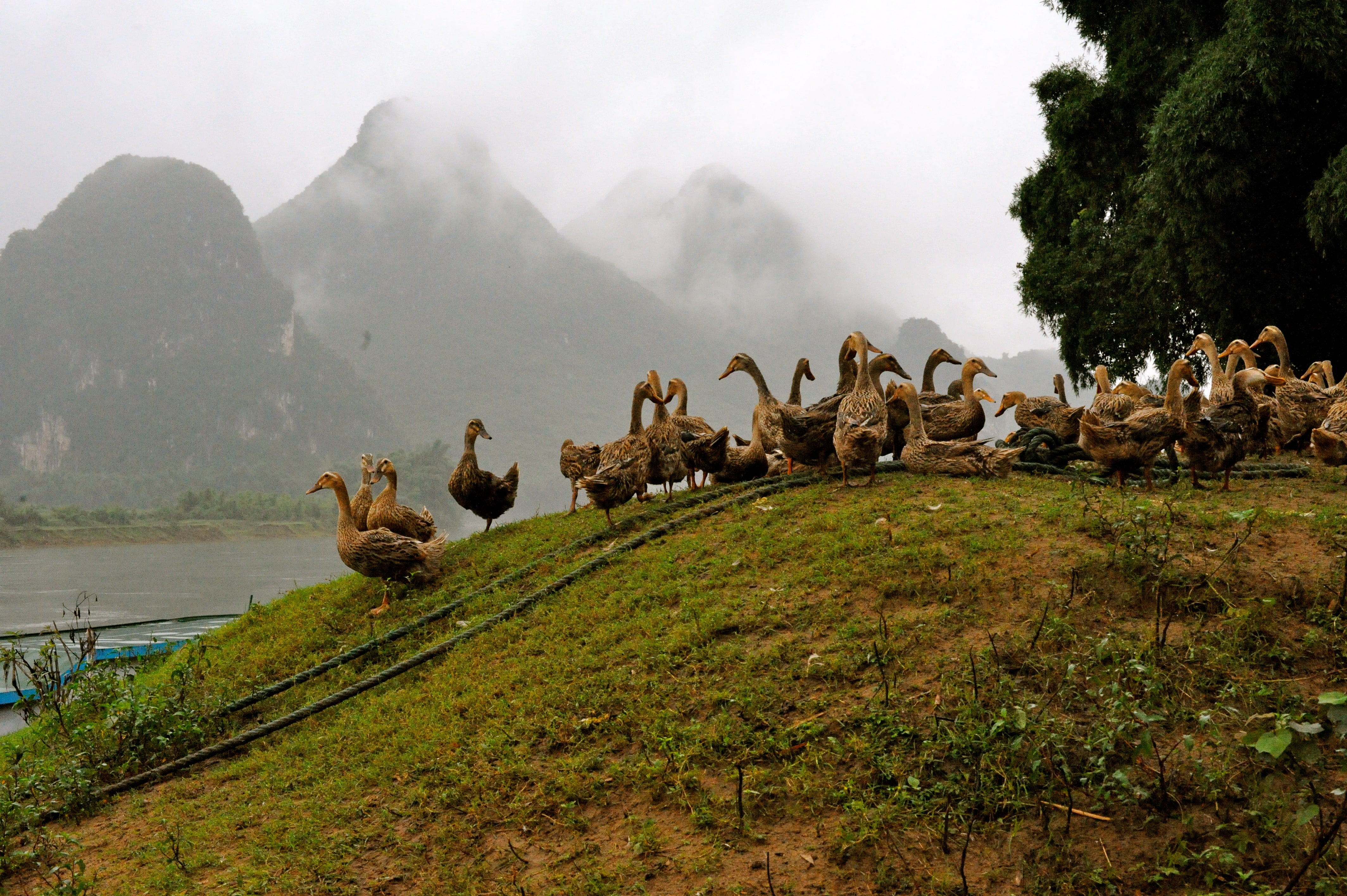 Gaggles of farm animals.