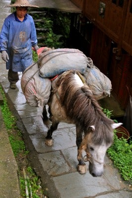 A few beasts of burden can negotiate the paths.