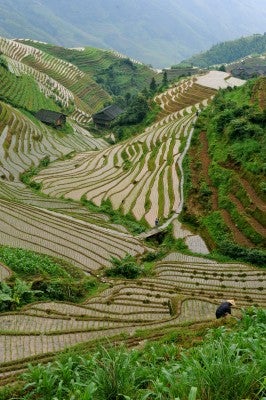 Very labor intensive farming by hand.