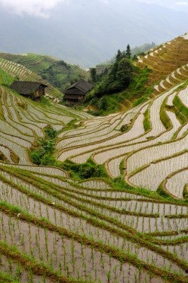 Buildings and terraces are all generated by the contours of the landscape.