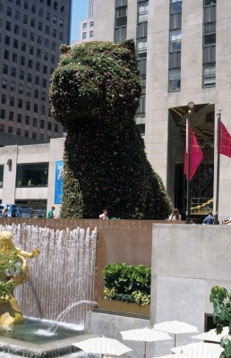 Puppy at Rockefeller Center in New York, New York by architect Jeff Koons