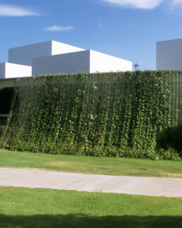 Sanaa 21st Century Museum of Modern Contemporary Art Kanazawa Japan with original vines growing on exterior