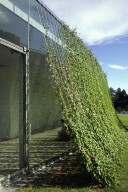 Sanaa 21st Century Museum of Modern Contemporary Art Kanazawa Japan with original vines growing on exterior